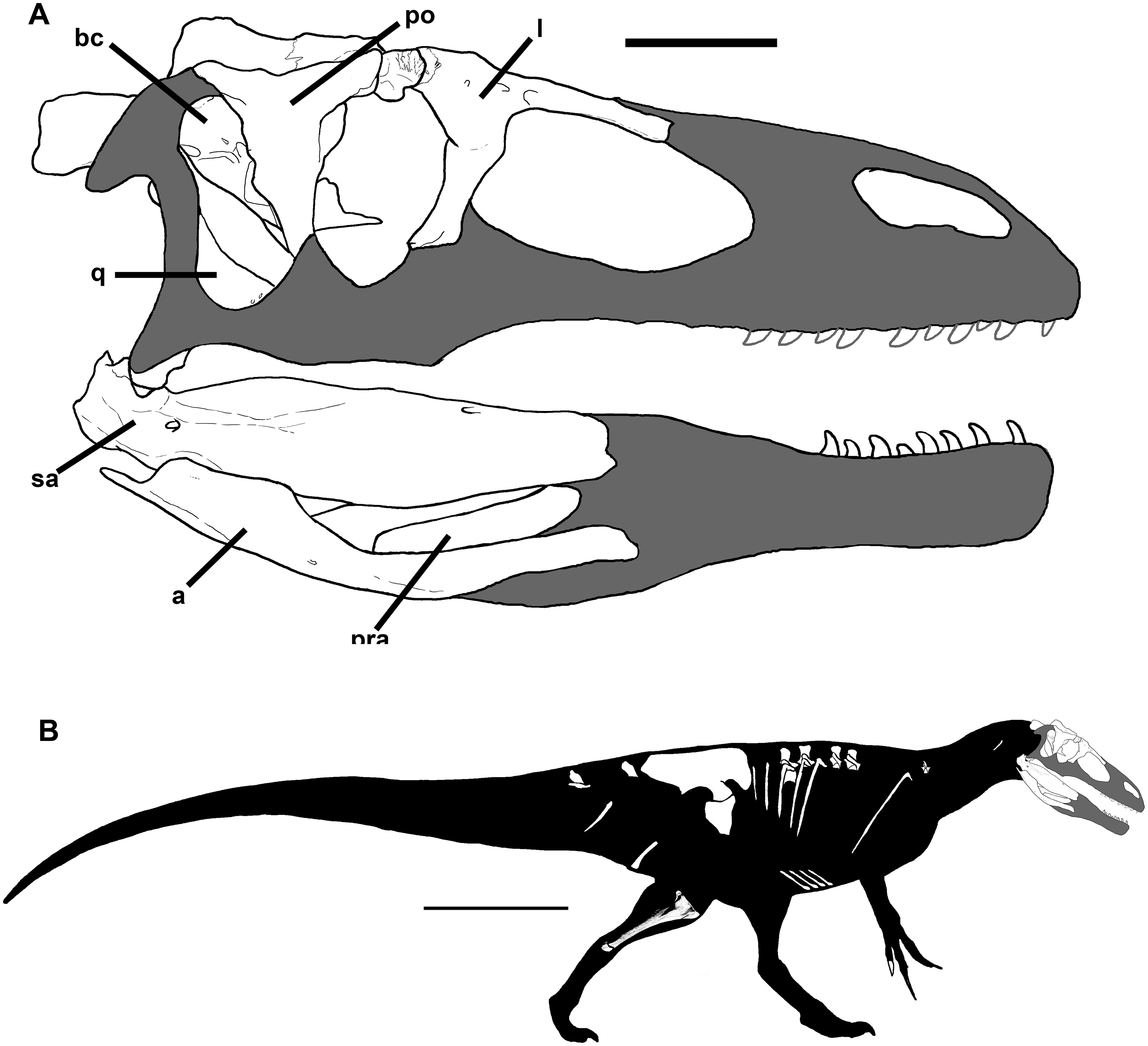Fig 1. A) Skull reconstruction of Murusraptor barrosaensis , MCF-PVPH-411. B) Body reconstruction of Murusraptor barros aensis, MCF-PVPH-411.