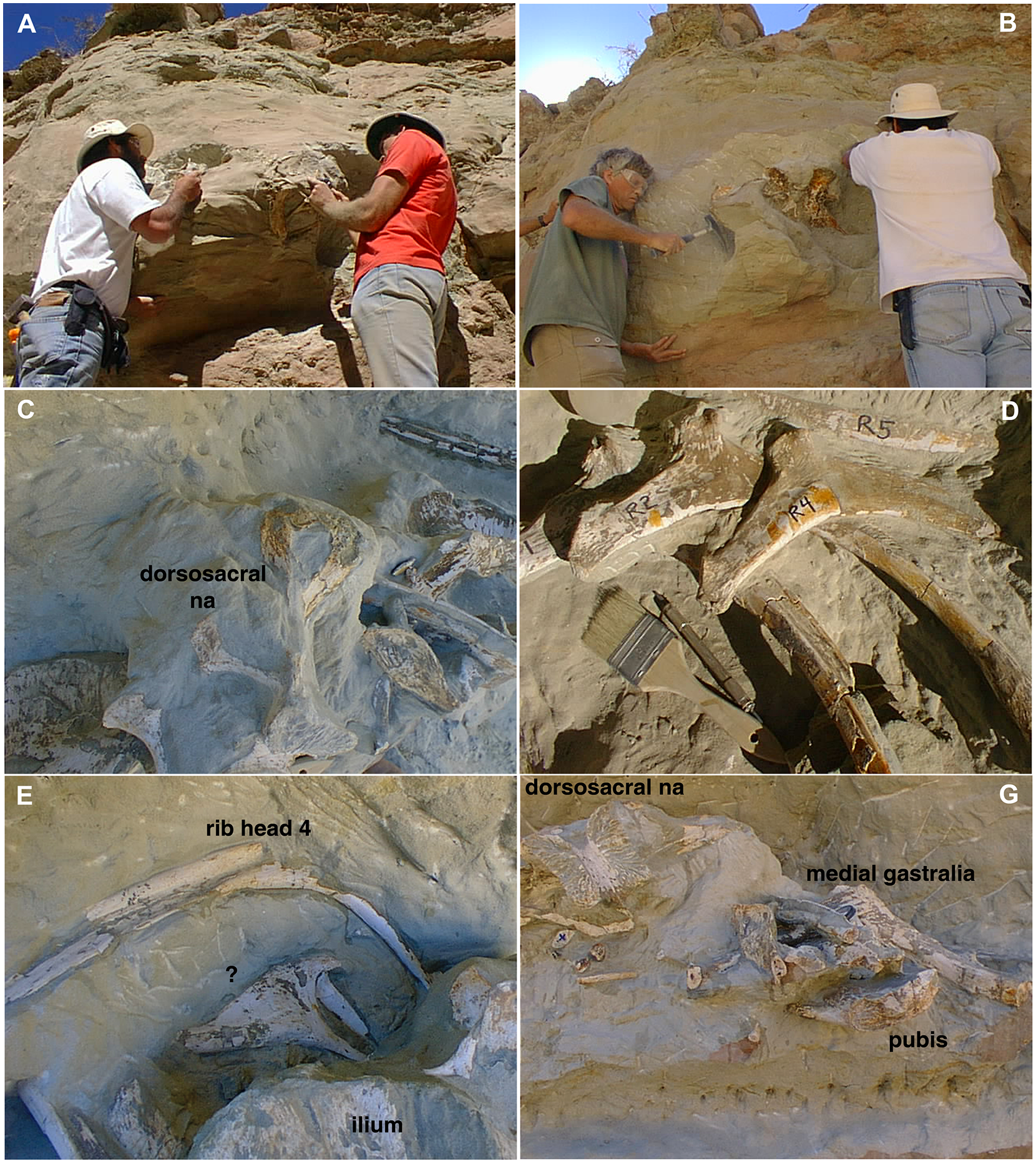 Fig 3. Field photos of the excavation of MCF-PVPH-411 ( Murusraptor barrosaensis ).