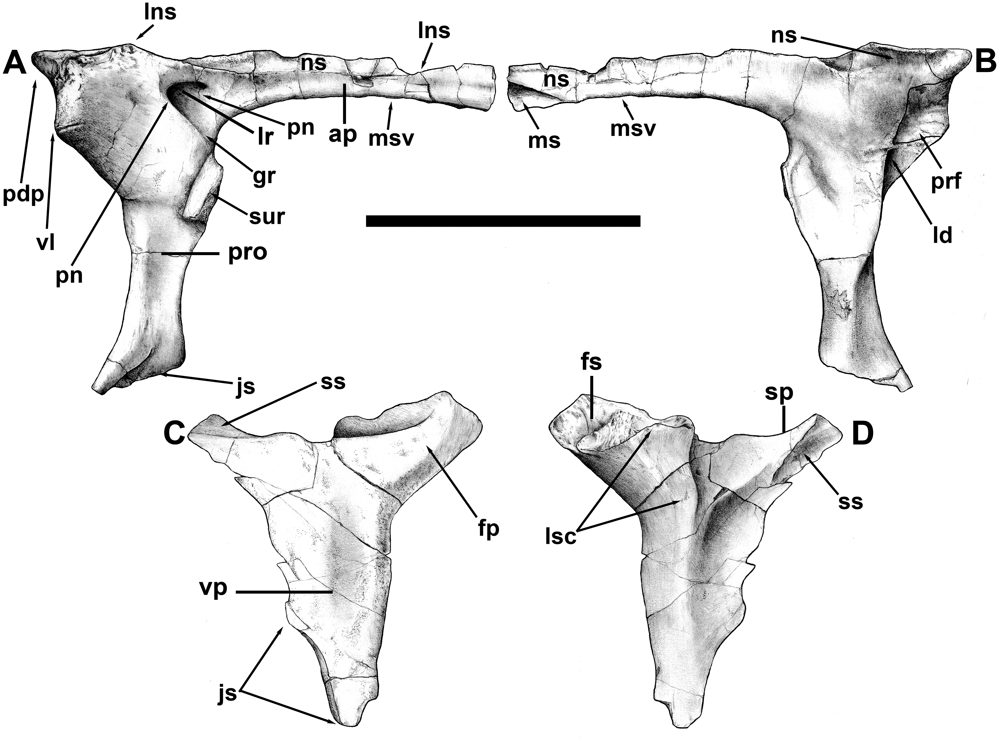 Fig 4. Right lacrimal and postorbital of Murusraptor barrosaensis , holotype, MCF-PVPH-41.