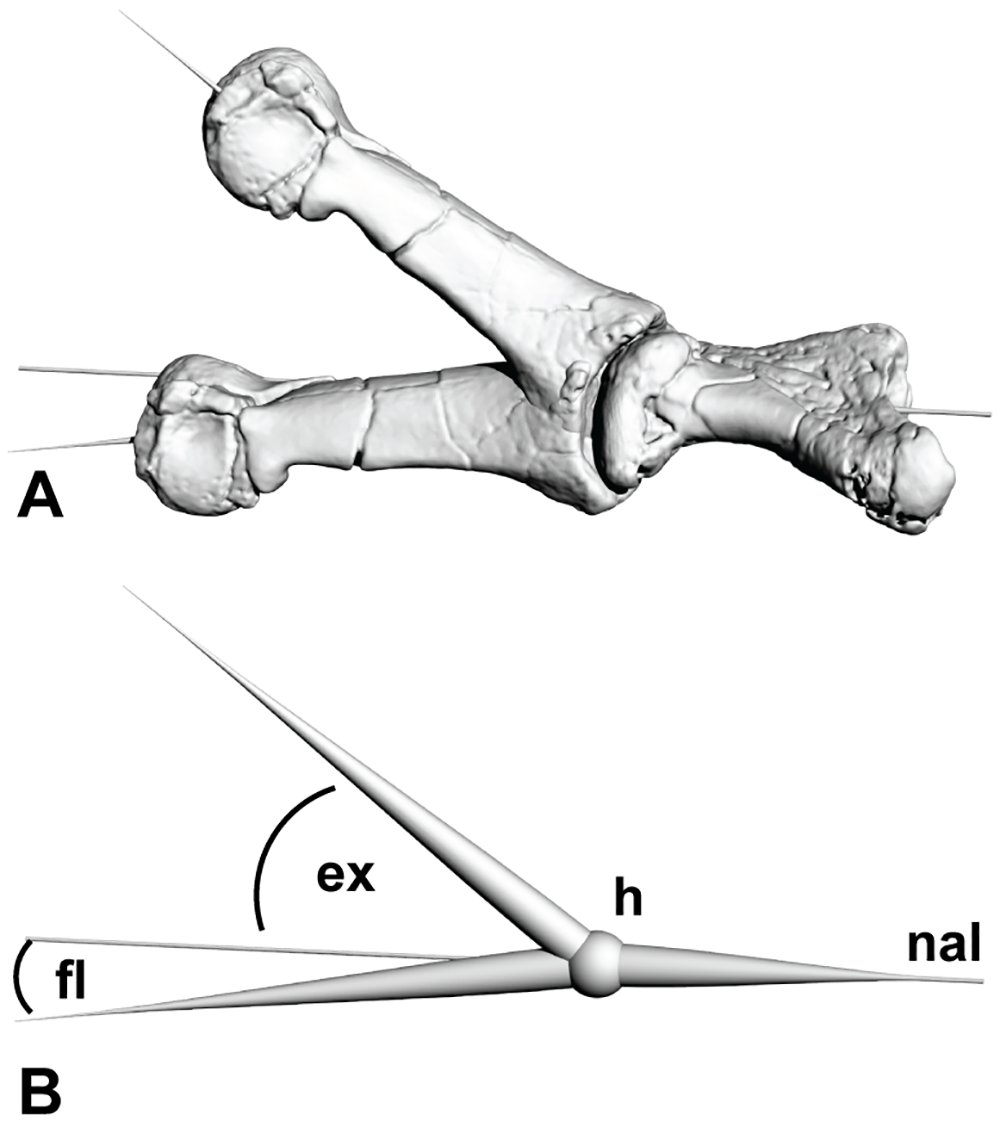 Fig 2. Determining range of motion from three dimensional meshes.