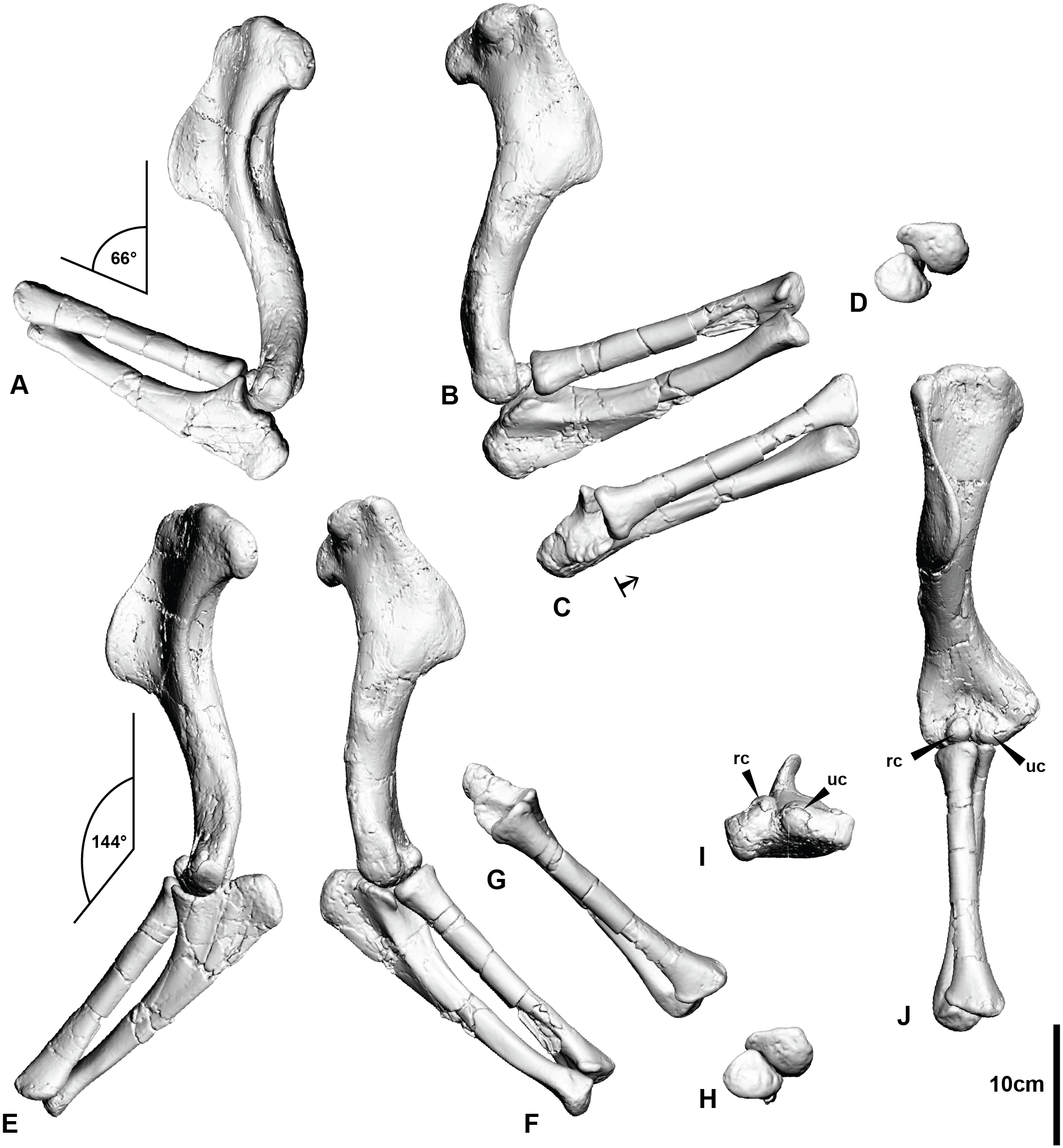Fig 3. Articulated right humerus and antebrachium.