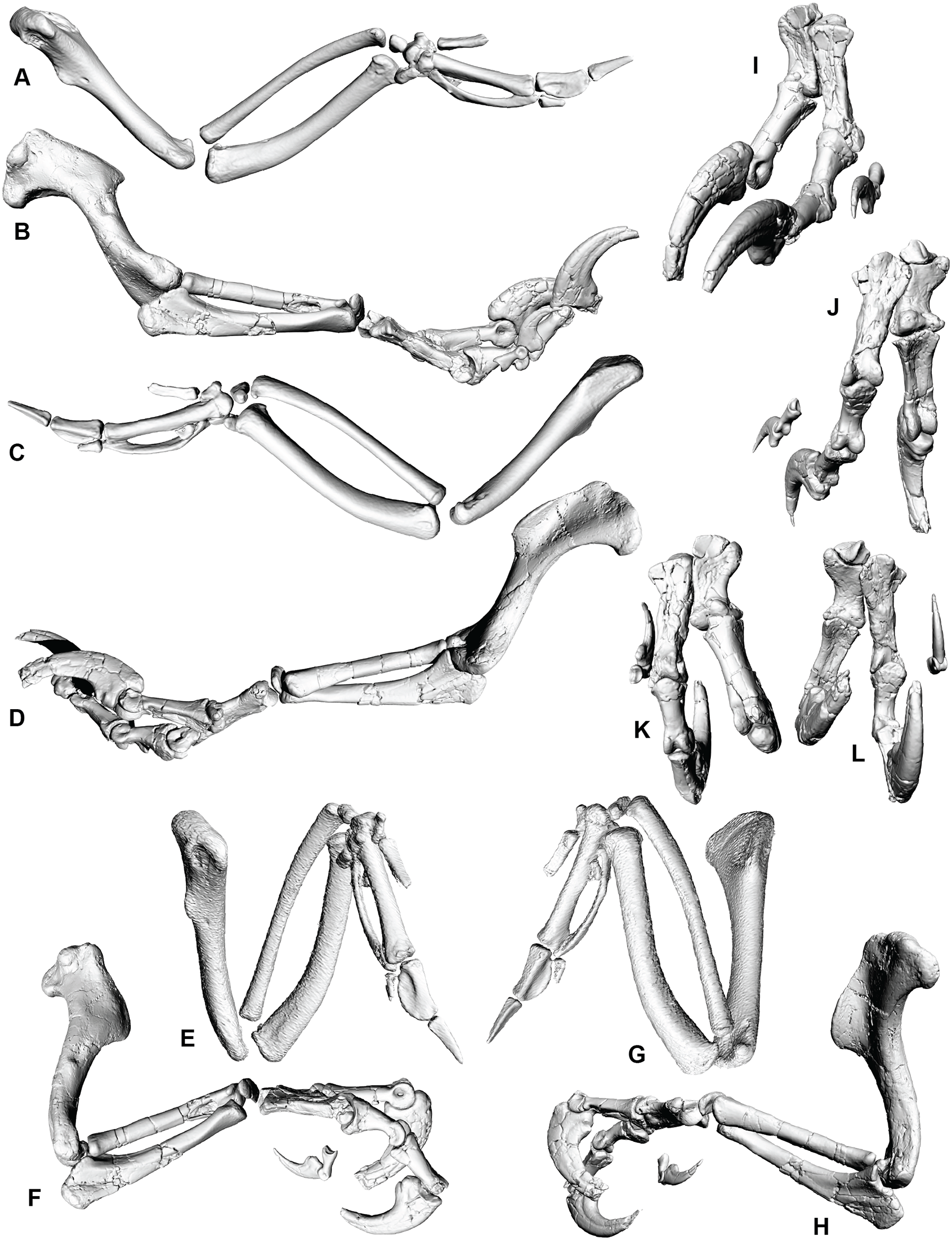 Fig 4. Right forearm and manus of Australovenator and Gallus forearm.