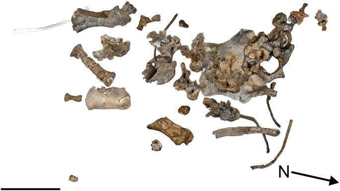 Figure 3: Savannasaurus elliottorum gen. et sp. nov., holotype specimen AODF 660.