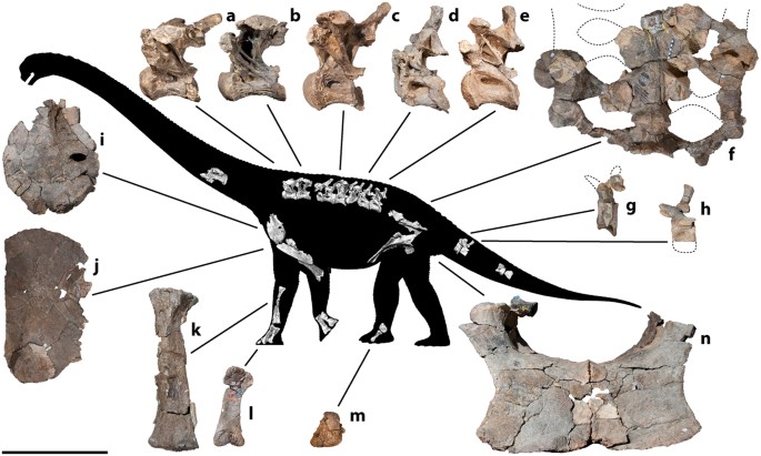 Figure 4: Savannasaurus elliottorum gen. et sp. nov., holotype specimen AODF 660.