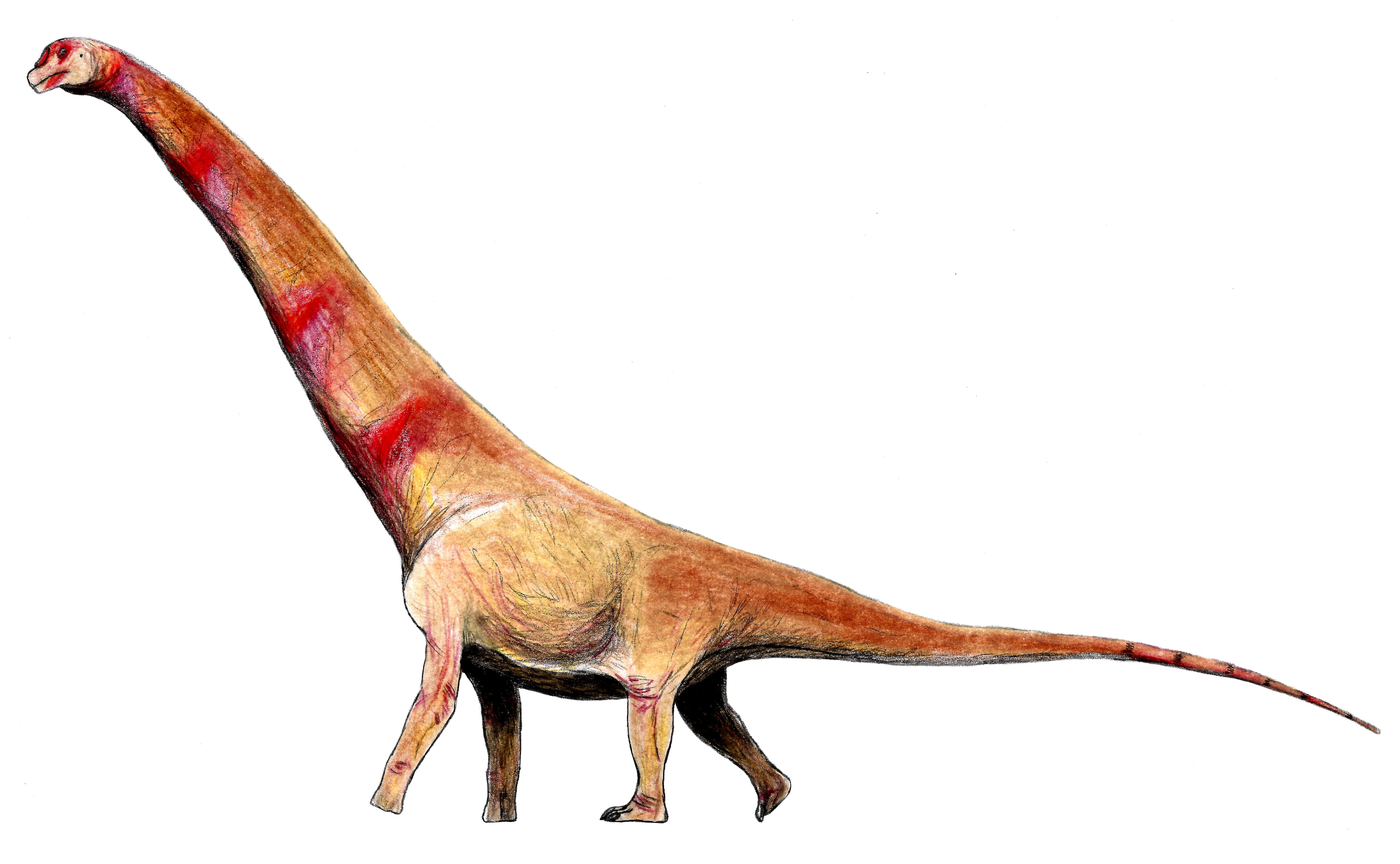 Austroposeidon magnificus