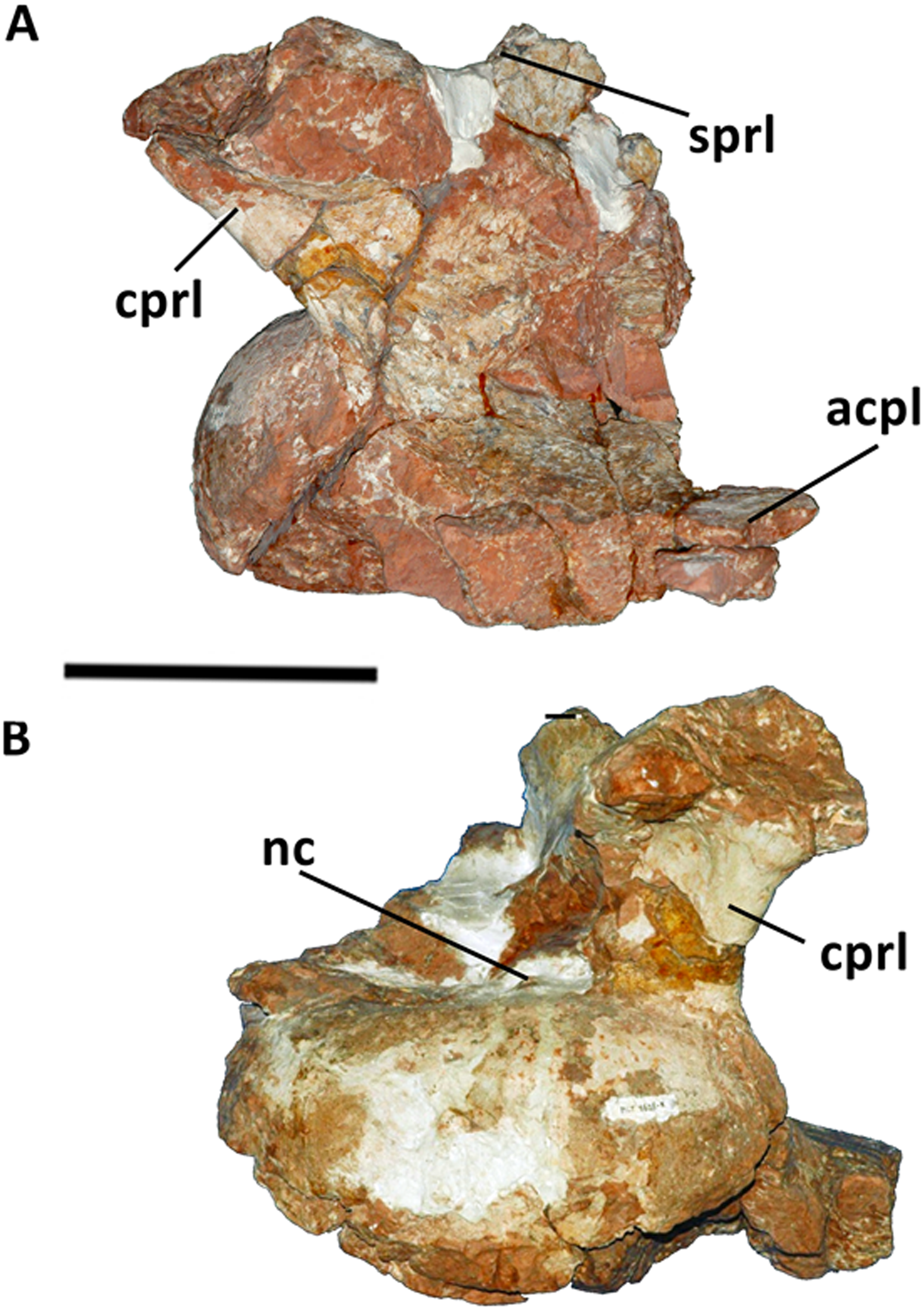Fig 2. Cervical vertebra (Cv 12) of Austroposeidon magnificus gen. et nov. sp.