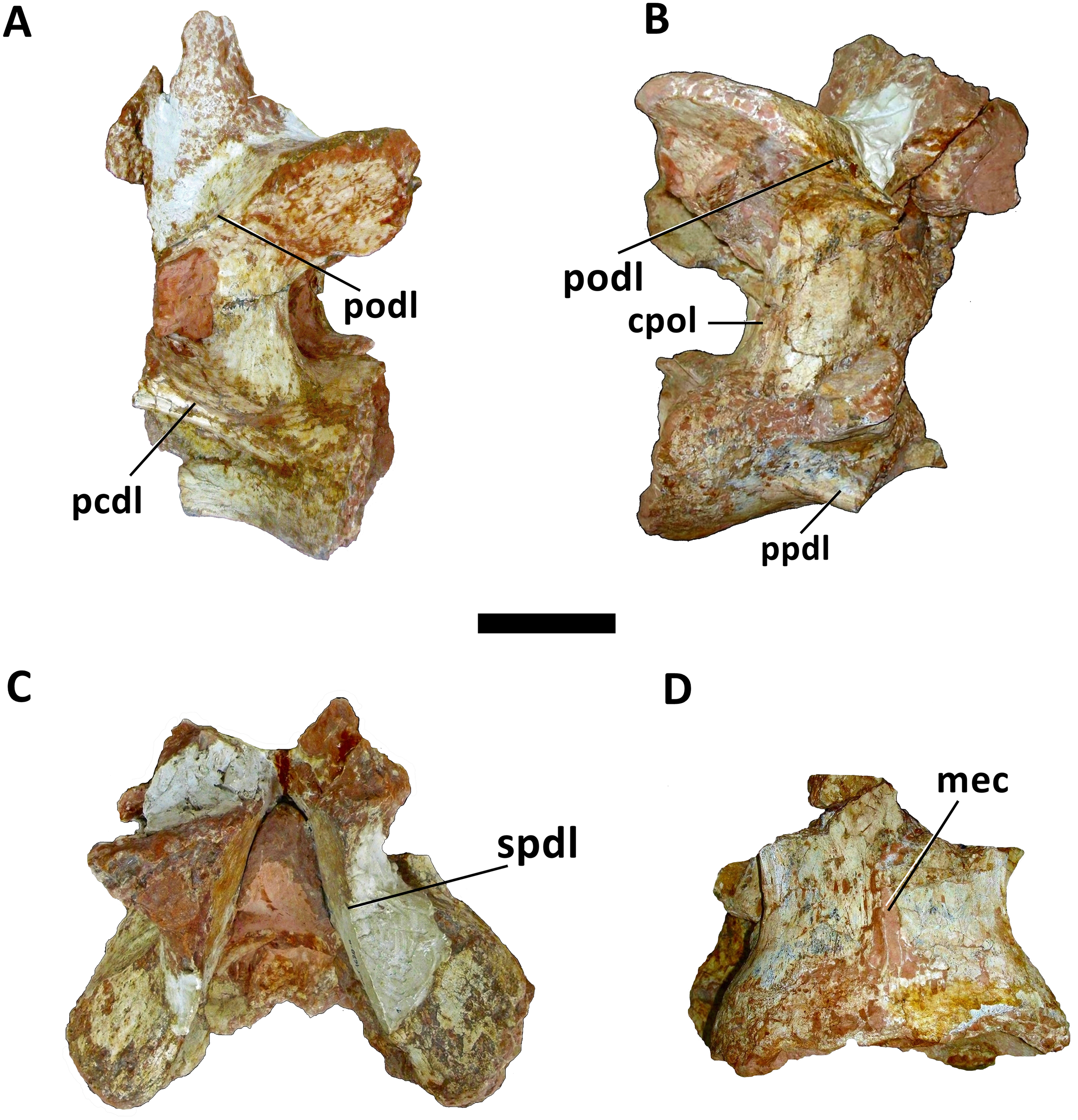 Fig 3. Cervical vertebra (Cv 13) of Austroposeidon magnificus gen. et sp. nov.
