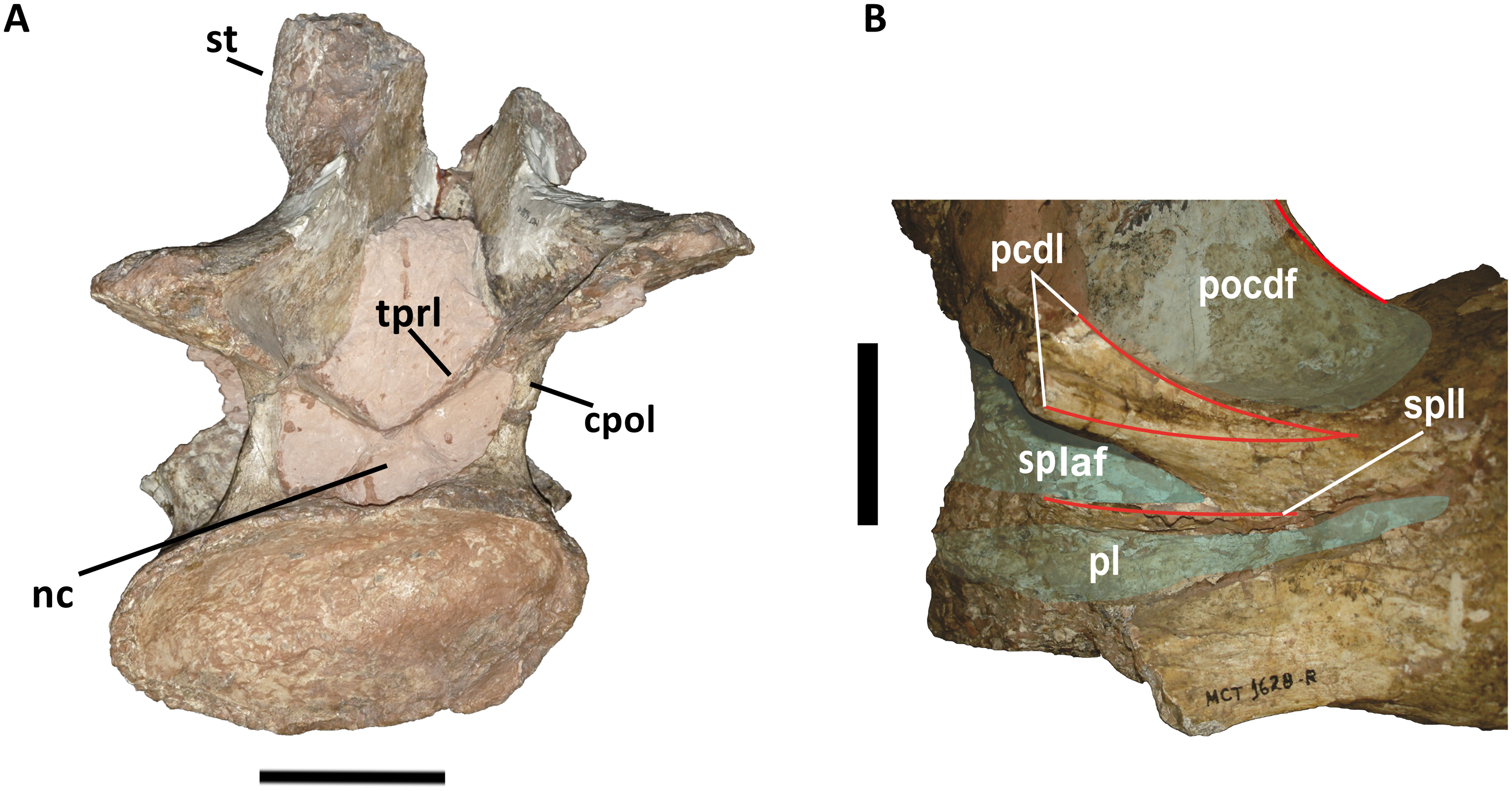Fig 4. Detail of the cervical vertebra (Cv 13) of Austroposeidon magnificus gen. et sp. nov.