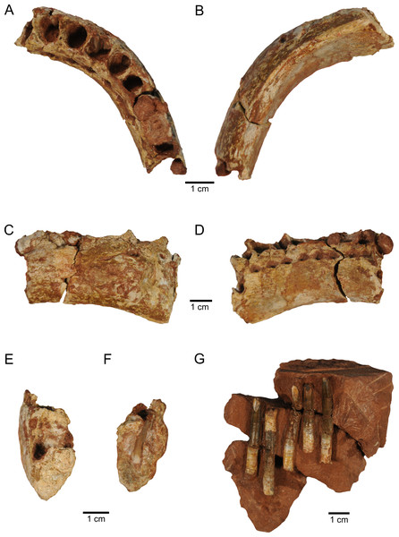 Figure 2: New material of M. topai . (A–F), MBC-42-PV, right dentary in dorsal (A), ventral (B), lingual (C), labial (D), and symphyseal (E) views; (F), cross section at the level of the seventh alveolus, showing one replacement tooth. (G), MBC-38-PV, functional teeth as found in the bearing rock. Download full-size image DOI: 10.7717/peerj.2054/fig-2