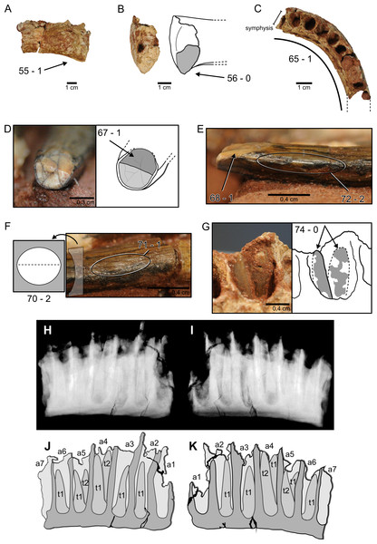 Figure 3: Nine characters newly scored for M. topai . (A), Right dentary in labial view. (B), Right dentary in symphyseal view, drawing depicts the outline of its medial portion with preserved part of the symphysis highlighted in gray. (C), Right dentary in dorsal view, dashes outline the missing portions of the ramus. (D), Functional tooth in apical view; light gray indicates broken portion of the tooth, dark gray highlight wear facet. (E), Mesial or distal view of the apical portion of a funct