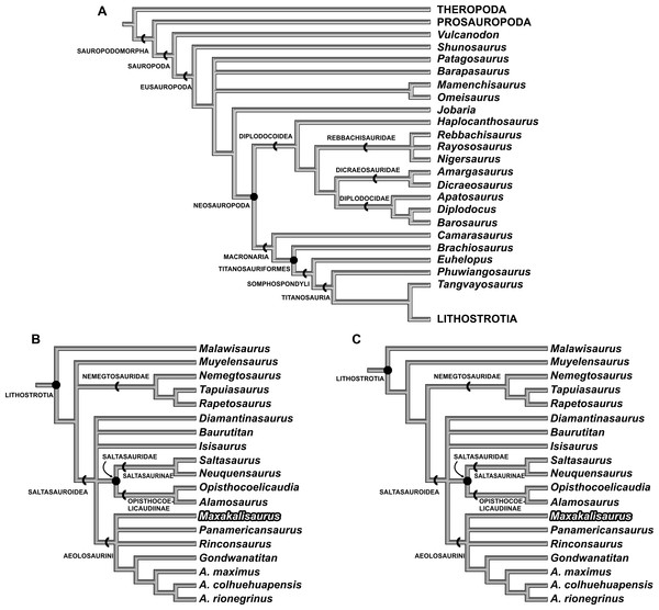 Figure 4: Results of Cladistic Analysis. (A), Strict consensus tree of the two analyses, with the same topology for early sauropodomorphs and macronarians. (B), Strict consensus of 20 most parsimonious tree, with 479 steps, based only on previous scores for M. topai . (C), Strict consensus of 8 most parsimonious tree, with 479 steps, based on previous and newly scored characters for M. topai . Download full-size image DOI: 10.7717/peerj.2054/fig-4