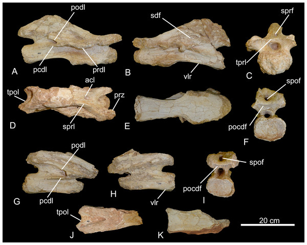 Figure 3: Middle cervical vertebrae of the BR-262 specimens. CPPLIP-035 in (A) right lateral; (B) left lateral; (C) anterior; (D) dorsal; (E) ventral and (F) posterior views. CPPLIP-039 in (G) right lateral; (H) left lateral; (I) posterior; (J) dorsal and (K) ventral views. Abbreviations: acl, accessory lamina; pcdl, posterior centrodiapophyseal lamina; pocdf, postzygapophyseal centrodiapophyseal fossa; podl, postzygodiapophyseal lamina; prdl, prezygodiapophyseal lamina; sdf, spinodiapophyseal f