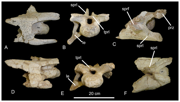 Figure 4: Posterior cervical vertebrae of the BR-262 specimens. CPPLIP-040 in (A) right lateral; (B) anterior and (C) dorsal views. CPPLIP-049 in (D) right lateral; (E) anterior and (F) dorsal views. Abbreviations: eprl, epipophyseal-prezygapophyseal laminae; le, longitudinal excavation; prz, prezygapophyses; sprl, spinoprezygapophyseal lamina; tprl, interprezygapophyseal lamina. Download full-size image DOI: 10.7717/peerj.14333/fig-4