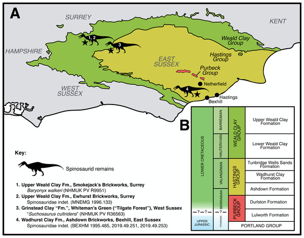 Figure 1: Geological context of the Lower Cretaceous deposits of southeast England, focussing on the Purbeck Group and Wealden Supergroup. (A) Schematic geology of the Lower Cretaceous deposits of the Weald Sub-basin (southeast England), highlighting published spinosaurid finds ( Charig & Milner, 1997 ; Salisbury & Naish, 2011 ; Turmine-Juhel et al., 2019 ). Based on Austen & Batten ( 2018 : Fig. 2). Note that various additional spinosaurid teeth are known from the region but remain undescribed 