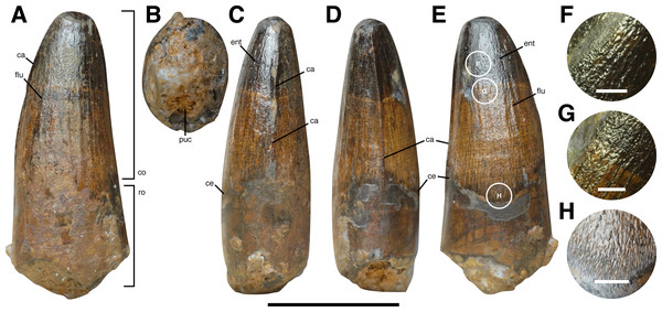 Figure 2: Isolated tooth HASMG G369a. (A) Lingual, (B) basal, (C) mesial, (D) distal and (E) labial view. (F–G) Close up of the enamel texture on the labial tooth surface. Abbreviations: ca, carina; ce, cervix; co, crown; ent, enamel texture; flu, flute; puc, pulp cavity (infilled); ro, root. Scale bars (A–E): 10 mm, (F–G): 1 mm. Download full-size image DOI: 10.7717/peerj.15453/fig-2