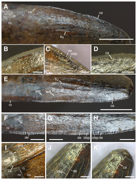 Figure 3: Close up of carinae and denticles of HASMG G369a. Mesial carina in (A) lateral view. Close up of mesial carina in (B) mesiobasal, (C) mesiocentral and (D) mesioapical views. Distal carina in (E–H) lateral and (I–J) distal views. Close up of (F) distobasal carina, (G) distocentral carina, (H) distoapical carina. Abbreviations: ca, carina; ce, cervix; co, crown; de, denticle; ent, enamel texture; flu, flute; idsp, interdenticular space; ro, root. Scale bars: (A, E) 5 mm, (B–D, F–K) 1 mm.