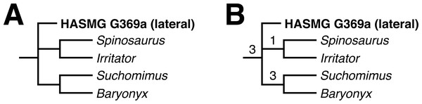 Figure 4: Results of the phylogenetic analyses. (A) Strict consensus of the analysis using the whole dataset under constrained conditions. (B) Reduced consensus of the unconstrained analysis using the whole dataset. Numbers at nodes indicate Bremer supports values. Full results can be found in the Supplementary Information . Download full-size image DOI: 10.7717/peerj.15453/fig-4
