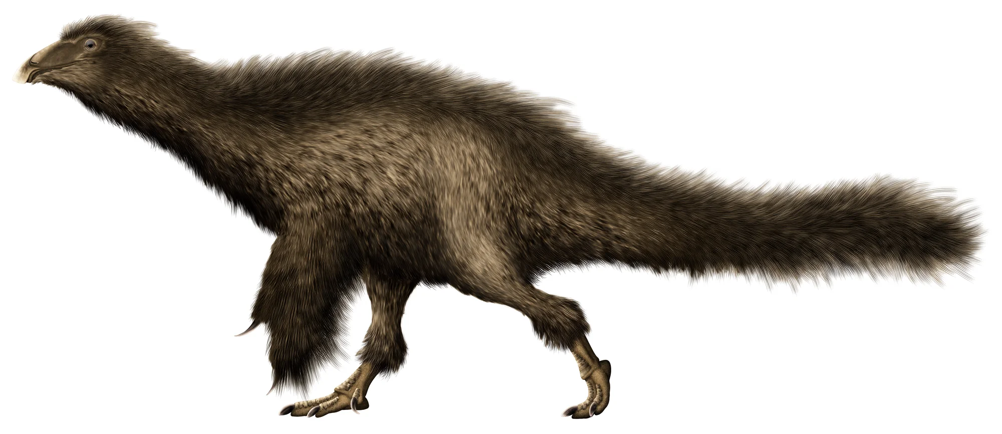 Beipiaosaurus inexpectus