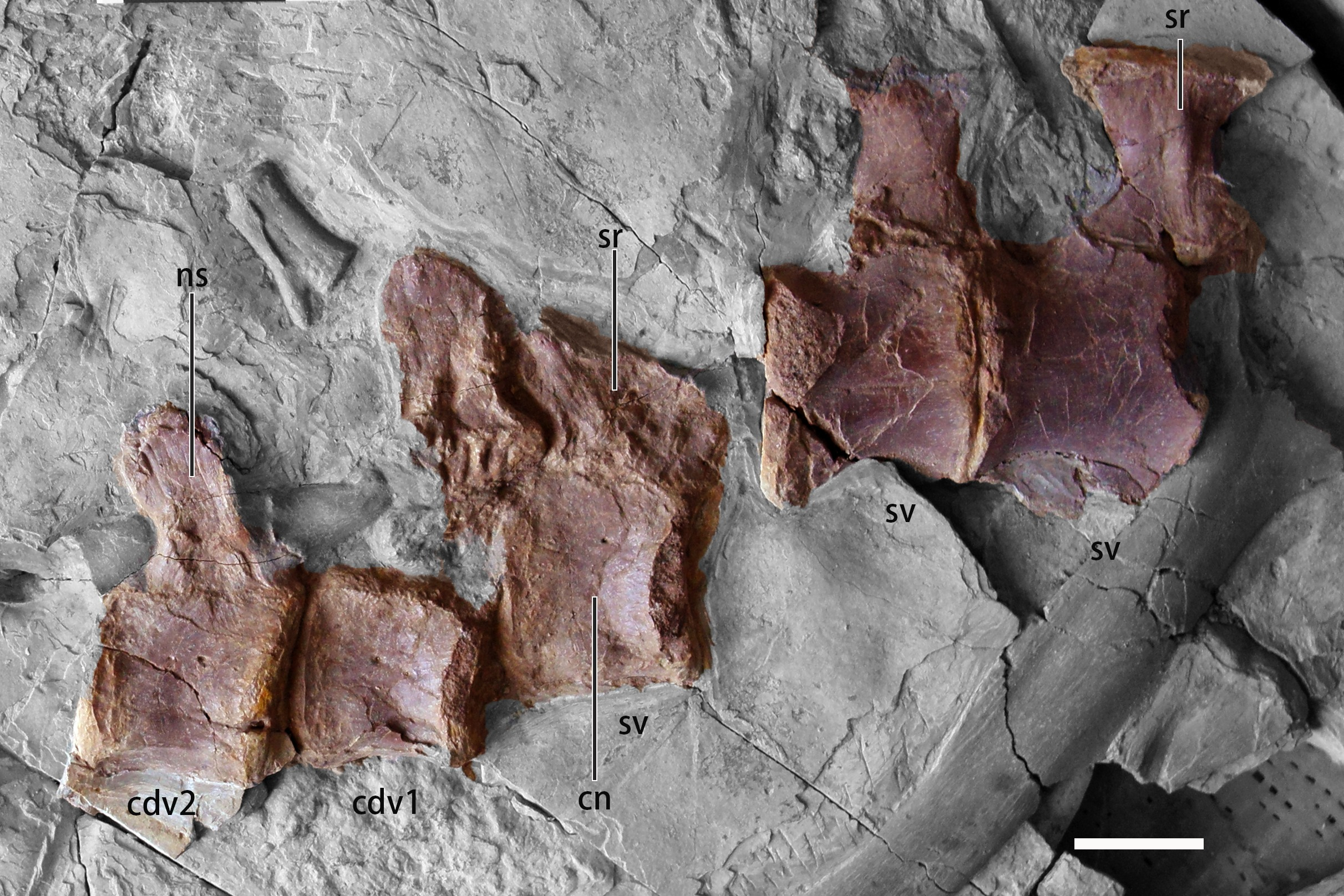 Fig 3. Photographs of sacral and anterior caudal vertebrae of B . inexpectus (IVPP V 11559).