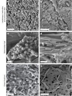Figure 2: SEM images of melanosomes from extant taxa representing the lowest-aspect-ratio and highest-aspect-ratio forms for each integumentary type.