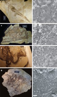 Figure 3: Melanosomes from Jehol Group fossils.