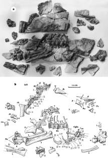 Figure 1: Beipiaosaurus inexpectus (V11559, holotype).