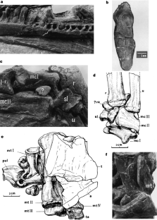 Figure 2: Beipiaosaurus inexpectus .