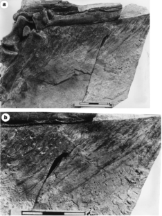 Figure 3: Beipiaosaurus inexpectus .