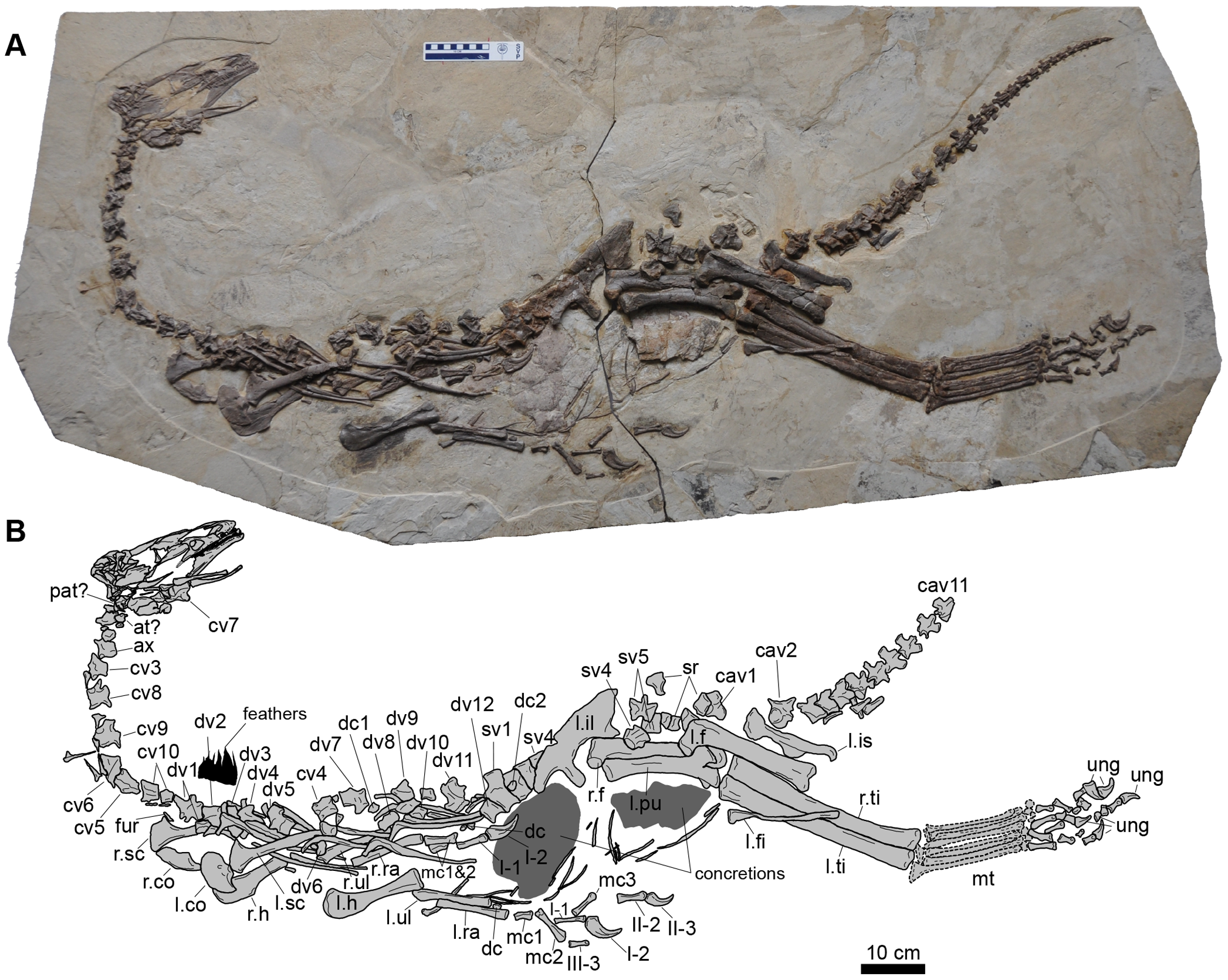 Figure 1. A photograph of the skeleton of Jianchangosaurus yixianensis gen. et sp. nov. (41HIII-0308A) (A) and line drawing (B).