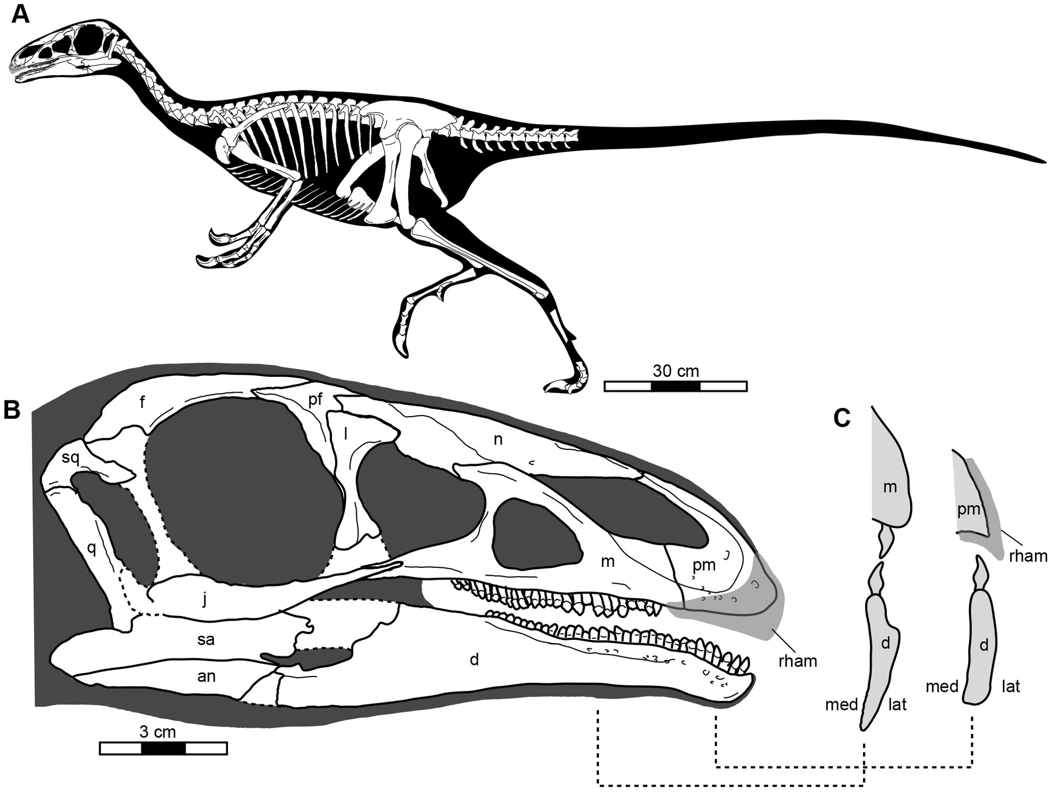 Figure 2. A, Reconstruction the skeleton of Jianchangosaurus yixianensis gen. et sp. nov. The hip height is approximately 1 meter.