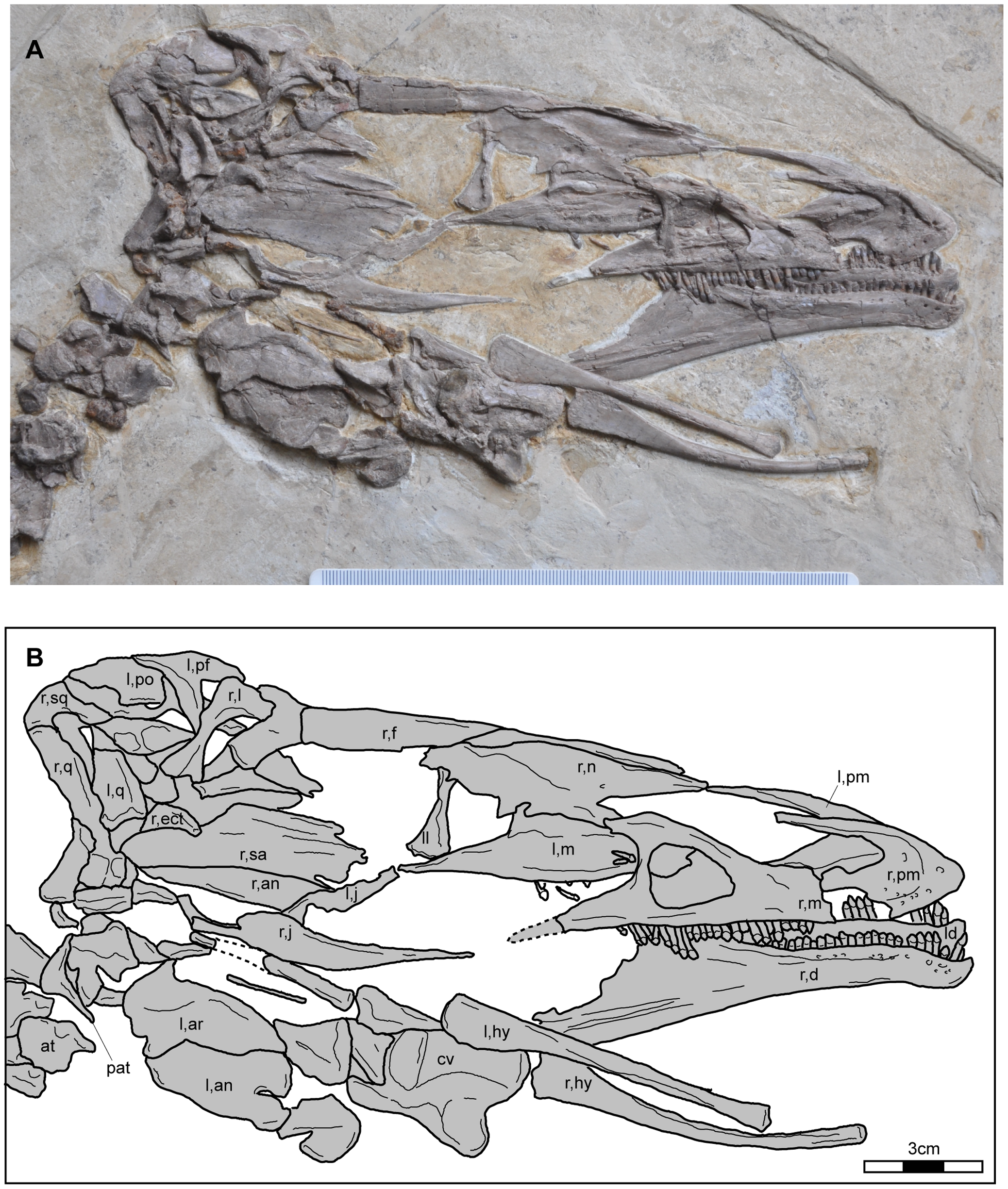 Figure 3. Photograph of the skull of Jianchangosaurus yixianensis gen. et sp. nov. (A) and line drawing (B).