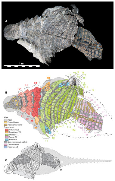 Figure 1: Dorsal view of TMP 2011.033.0001, showing both photocomposite and schematic line drawing. (A) Photocomposite dorsal view of TMP 2011.033.0001. (B) Schematic line drawing of (A) showing osteoderm regions by color. (C) Inset showing constituent blocks of TMP 2011.033.0001, and their relative position within a body outline in dorsal view. Photocomposite (A), created using separate, orthogonal images of blocks A–C, D, E, F–I, and J and combined digitally to reduce parallax. Blocks F, G, H,