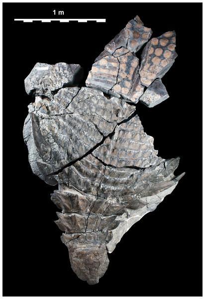 Figure 2: Single dorsal photograph of TMP 2011.033.0001. Sacral region represents original part—reflected counterpart shown in Fig. 4 . Scale equals 1 m. Download full-size image DOI: 10.7717/peerj.4066/fig-2
