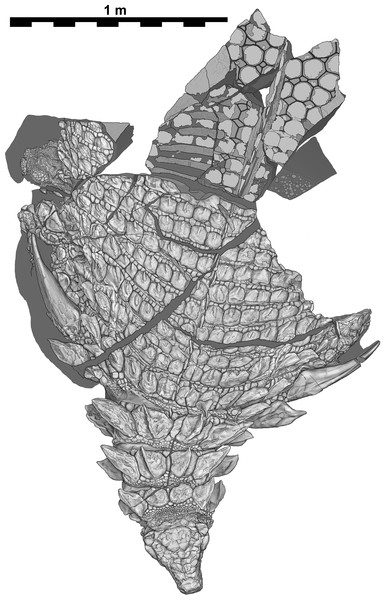 Figure 3: Interpretive scientific illustration of TMP 2011.033.0001 in dorsal view. Sacral region represents original part—reflected counterpart shown in Fig. 4 . Scale equals 1 m. Download full-size image DOI: 10.7717/peerj.4066/fig-3
