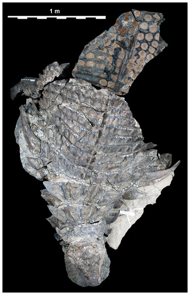 Figure 4: Composite dorsal view of TMP 2011.033.0001. Photocomposite created using separate images of blocks A–C, D, E, F–I, and J (see Fig. 1 ) and combined digitally to both reduce parallax and remove gaps. Blocks F, G, H and I represent reflected counterpart of sacral part in Fig. 2 . Photographs of individual blocks were digitally modified (brightness, contrast, etc.) to removed different lighting conditions, and to illustrate an average composite of the entire specimen. Scale equals 1 m. Do