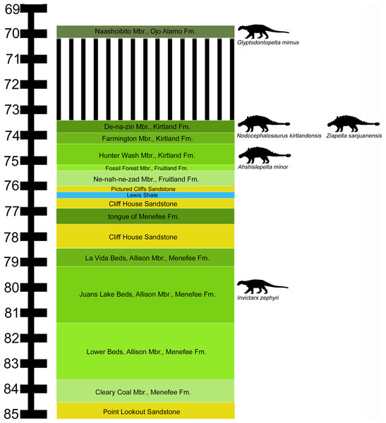 Figure 1: Stratigraphic occurrences of Invictarx zephyri and other ankylosaurs from the San Juan Basin. Generalized stratigraphic column of Upper Cretaceous strata in the San Juan Basin, northwestern New Mexico, showing the stratigraphic positions of the nodosaurids I. zephyri and Glyptodontopelta mimus and the ankylosaurids Ahshislepelta minor , Nodocephalosaurus kirtlandensis , and Ziapelta sanjuanensis . Ankylosaur occurrence data are from Sullivan & Lucas (2015) . Nodosaurid silhouette by Sc