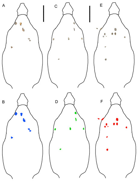 Figure 2: Reconstructions of identifiable osteoderm placements in the three specimens of I. zephyri . WSC 16505 (holotype) osteoderms (A) and color-code (B). UMNH VP 28350 osteoderms (C) and color-code (D). UMNH VP 28351 osteoderms (E) and color-code (F). All osteoderms are set to the same scale. Body outlines based upon skeletal reconstruction of S. edwardsorum (Fig. 2 in Carpenter (1984) ). Scale bars equal 50 cm. Download full-size image DOI: 10.7717/peerj.5435/fig-2