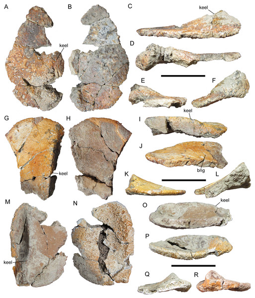 Figure 3: Cervical/pectoral osteoderms of WSC 16505, holotype of I. zephyri . WSC 16505.1, right medial cervical/pectoral osteoderm in (A) external, (B) basal, (C) medial, (D) lateral, (E) cranial, and (F) caudal views. WSC 16505.2, left medial cervical/pectoral osteoderm in (G) external, (H) basal, (I) medial, (J) lateral, (K) cranial, and (L) caudal views. WSC 16505.3, left distal osteoderm from the second cervical half-ring in (M) external, (N) basal, (O) medial, (P) lateral, (Q) cranial, and