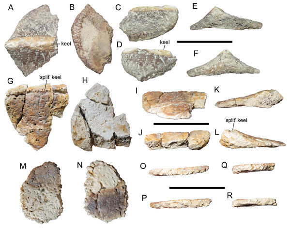 Figure 4: Thoracic osteoderms of WSC 16505, holotype of I. zephyri . WSC 16505.4, lateral thoracic osteoderm in (A) external, (B) basal, (C) medial, (D) lateral, (E) cranial, and (F) caudal views. WSC 16505.5, thoracic osteoderm in (G) external, (H) basal, (I) medial or lateral (orientation uncertain), (J) medial or lateral (orientation uncertain), (K) cranial, and (L) caudal views. WSC 16505.6, thoracic ossicle in (M) external, (N) basal, and (O–R) marginal views (orientation uncertain). Scale 