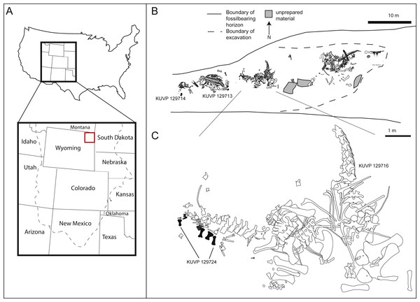 Figure 1: Location (A) and quarry maps (B, C) of Bobcat Pit in Weston County, Wyoming. The astragalus and pes described herein (KUVP 129724, 133862, 142200, 144767) were found associated with the Camarasaurus skeletons KUVP 129713 and 129716. Quarry maps modified from Bader, Hasiotis & Martin , 2009 : figs 2, 4. Download full-size image DOI: 10.7717/peerj.5250/fig-1