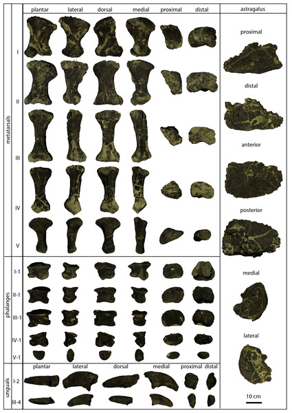 Figure 2: Single bones of the brachiosaurid pes described herein. Astragalus KUVP 142200 in proximal, distal, anterior, posterior, medial and lateral view, and metatarsals I to V, phalanges I-1 to IV-1 (KUVP 129724), phalanx V-1 (KUVP 133862), and unguals I (KUVP 144767) and III (KUVP 129724) in plantar, lateral, dorsal, medial, proximal and distal views. Dorsal surface in proximal and distal views points upwards. Scale bar = 10 cm (valid for all bones). Download full-size image DOI: 10.7717/pee