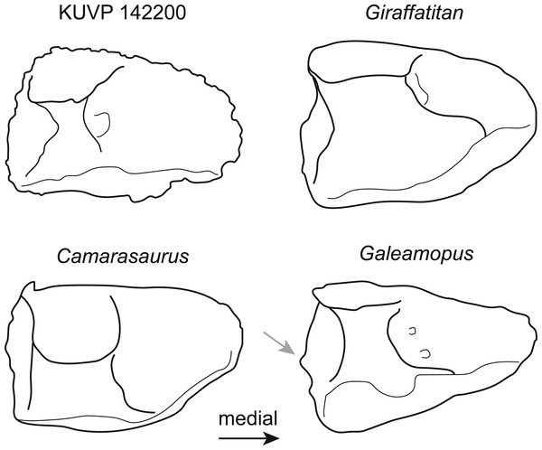 Figure 3: Comparative outline drawings of neosauropod astragali in posterior view. KUVP 142200 (left) is compared to the brachiosaurids Giraffatitan (MB.R.2562, left; traced from Janensch (1961) ), the camarasaurid Camarasaurus (AMNH FARB 5761, right reversed; traced from Osborn & Mook (1921) ), and the diplodocid Galeamopus (SMA 0011, left; traced from Tschopp & Mateus (2017) ). Note the expanded shelf with a distinctly convex margin below the fibular facet in the diplodocid Galeamopus (grey ar