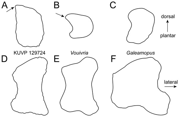 Figure 4: Comparative outline drawings of neosauropod metatarsals I in proximal (A–C) and dorsal view (D–F). KUVP 129724 (A, D; left metatarsal) is compared with the brachiosaurid Vouivria MNHN.F.1934.6 DAM 12 (B, E; left metatarsal; traced from Mannion, Allain & Moine, 2017) and the flagellicaudatan Galeamopus SMA 0011 (C, F; left metatarsal; traced from Tschopp & Mateus, 2017 ). Note the pointed dorsolateral corner of the proximal articular surface in the brachiosaurids (arrows). Drawings scal