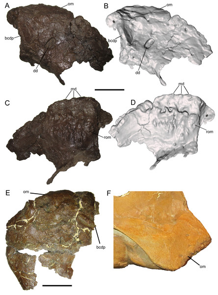 Figure 2: Premaxilla of WSC 10058, holotype of Ornatops incantatus . Right premaxilla and digital 3D model in dorsal (A and B) and ventral (C and D) views. (E) Oral portion of left premaxilla of MOR 2919 ( Probrachylophosaurus bergei ) in dorsal view. (F) Oral portion of right premaxilla of MOR 794 ( Brachylophosaurus canadensis ) in lateral view. Abbreviations: bcdp, base of caudodorsal process; dd, dorsal depression; md, marginal denticles; om, oral margin; rom, rugosity on oral margin. Scale 