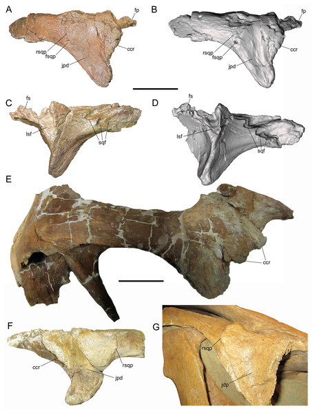 Figure 3: Postorbitals of WSC 10058, holotype Ornatops incantatus , and other brachylophosaurins. Right postorbital and digital 3D model of WSC 10058 ( Ornatops incantatus ) in lateral (A and B) and medial (C and D) views. Right postorbital and squamosal of MOR 720 ( Brachylophosaurus canadensis ) in lateral (E) view. Left postorbital of UMNH VP 16607 ( Acristavus gagslarsoni ) in lateral (F) view, with surrounding cranial bones digitally removed (Courtesy of Natural History Museum of Utah). Rig