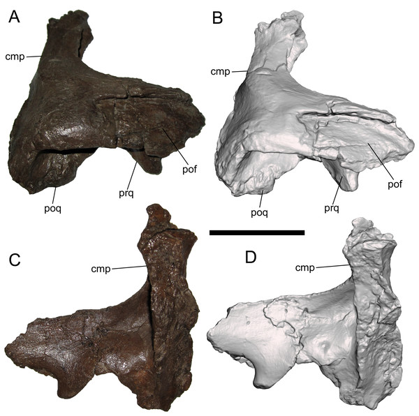 Figure 4: Squamosal of WSC 10058, holotype of Ornatops incantatus . Right squamosal and digital 3D model in lateral (A and B) and medial (C and D) views. Abbreviations: cmp, caudomedial process; pof, facet for contact with postorbital; poq, postquadrate process; prq, prequadrate process. Scale bar equals 5 cm. Download full-size image DOI: 10.7717/peerj.11084/fig-4
