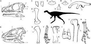 Figure 2: Skeletal anatomy of ornithoscelidans.