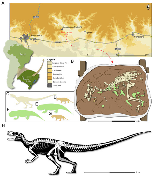 Figure 1: Study area and specimen. (A) Location map of the Marchezan site and the surface distribution of the geologic units in the area. (B) Schematic drawing of CAPPA/UFSM 0009 and associated specimens in the rock block before its final preparation. Silhouette of the associated individuals: (C) herrerasaurid; (D) cynodont/1; (E) rhynchosaur/1; (F) rhynchosaur/2 (collected near to the rock block); (F) cynodont/2. Silhouettes not to scale. (H) Reconstructed skeleton of Gnathovorax cabreirai . Do