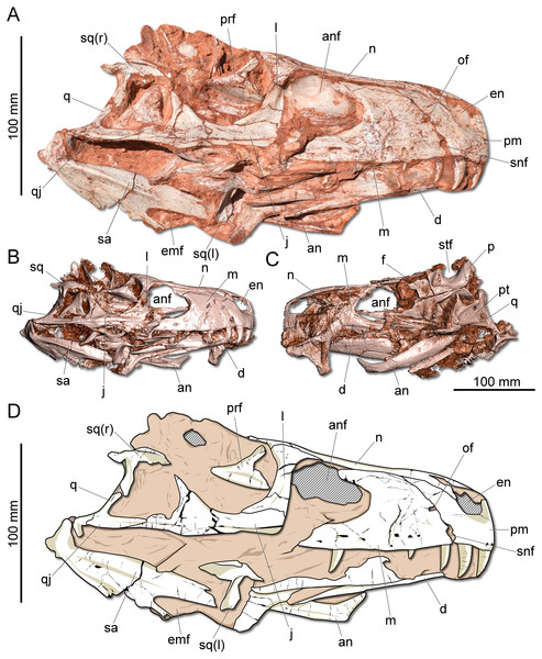 Figure 2: Photographs and reconstruction of the skull of CAPPA/UFSM 0009. (A) Right lateral view. (B) Three-dimensional rendering of the skull in right lateral view. (C) Three-dimensional rendering of the skull in left/dorsal lateral view. (D) Schematic drawing in right lateral view. an, angular; anf, antorbital fenestra; d, dentary; emf, external mandibular fenestra; en, external naris; j, jugal; l, lacrimal; m, maxilla; n, nasal; of, oval fenestra; p, parietal; pm, premaxilla; prf, prefrontal;
