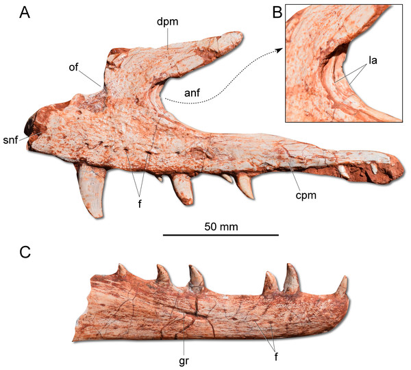 Figure 3: Photographs of selected skull bones of CAPPA/UFSM 0009. (A) Left maxilla in lateral view. (B) Magnification of the antorbital fossa of the left maxilla. (C) Right dentary in lateral view. anf, antorbital fenestra; cpm, caudal process of the maxilla; dpm, dorsal process of the maxilla; f, foramen; gr, groove; la, lamina; of, oval fenestra; snf, subnarial foramen. Download full-size image DOI: 10.7717/peerj.7963/fig-3
